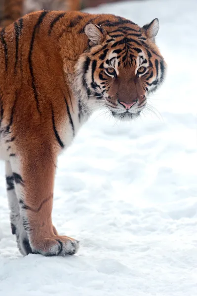 Tijger winter — Stockfoto