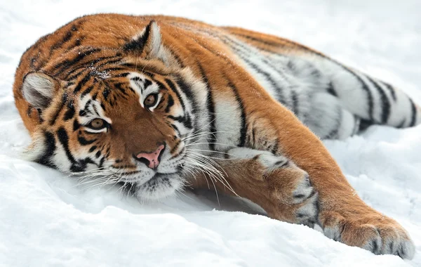 Tiger vinter — Stockfoto
