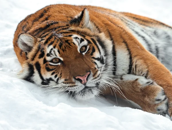 Inverno Tigre — Foto Stock