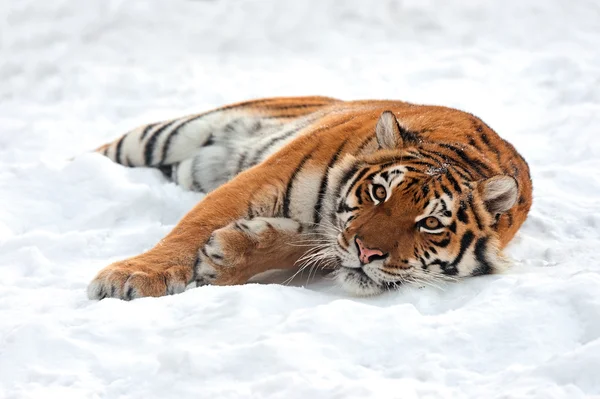 Tijger winter — Stockfoto