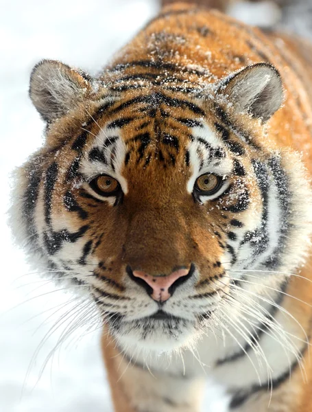 Tijger winter — Stockfoto