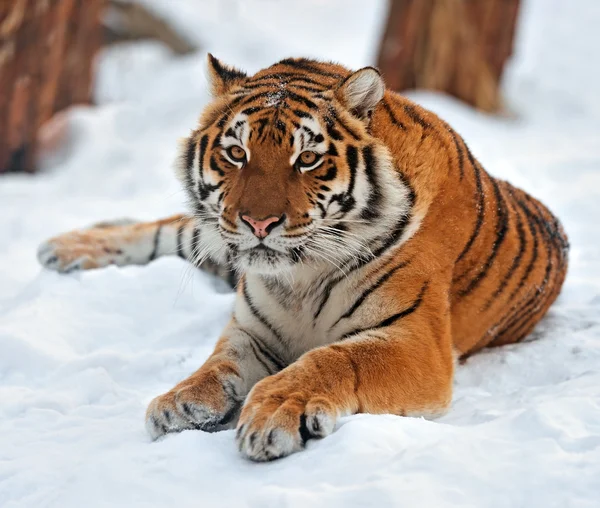 Tijger winter — Stockfoto