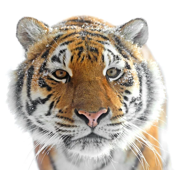 Tigerwinter — Stockfoto