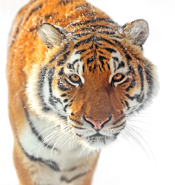 Τίγρη χειμώνα — Φωτογραφία Αρχείου