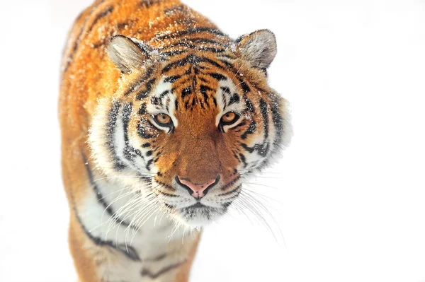 Tiger vinter — Stockfoto