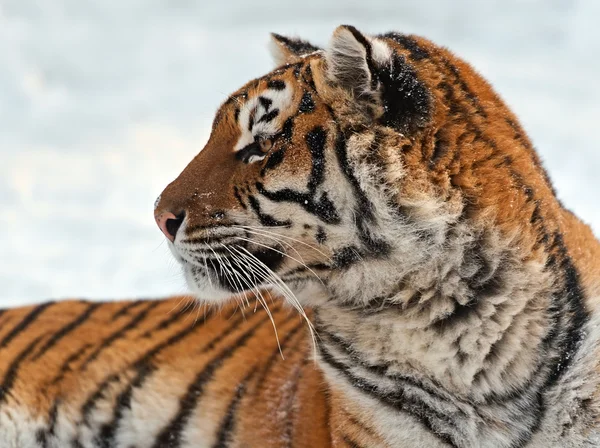 Tiger winter — Stock Photo, Image