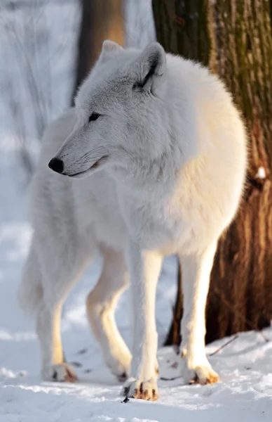 Lobo polar — Fotografia de Stock