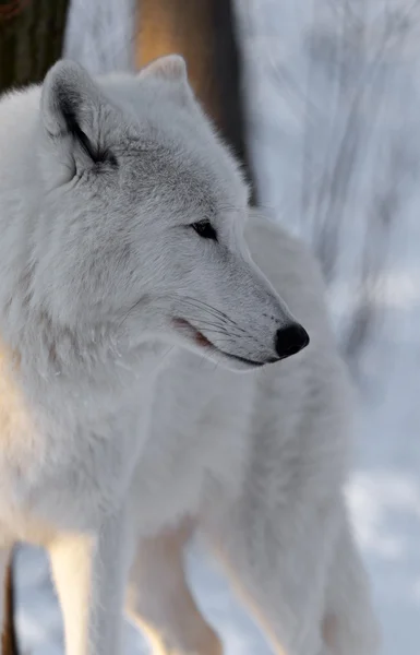 极地狼 — 图库照片