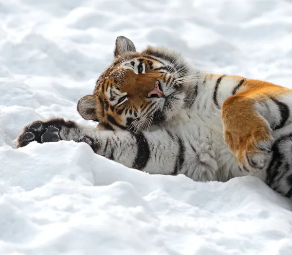 Tiger vinter — Stockfoto