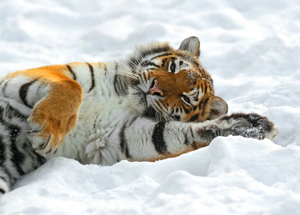 Tiger vinter — Stockfoto