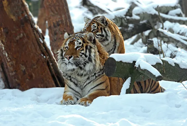 Tigre hiver — Photo