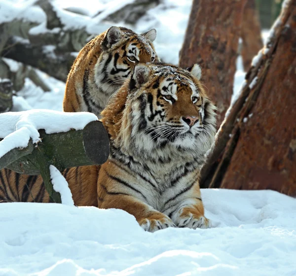タイガー冬 — ストック写真