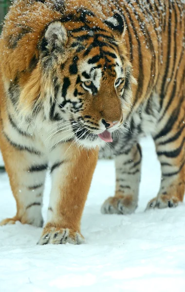 Тигровая зима — стоковое фото