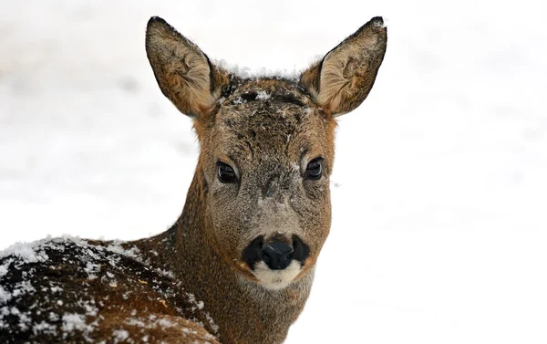 Roebuck — Stock Photo, Image