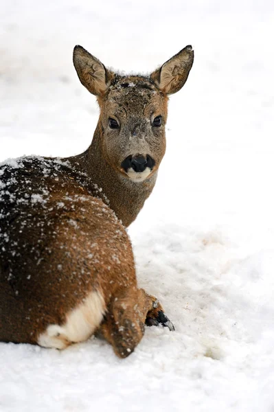 Roebuck. — Fotografia de Stock