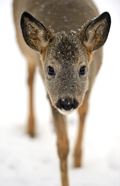 Rehbock — Stockfoto