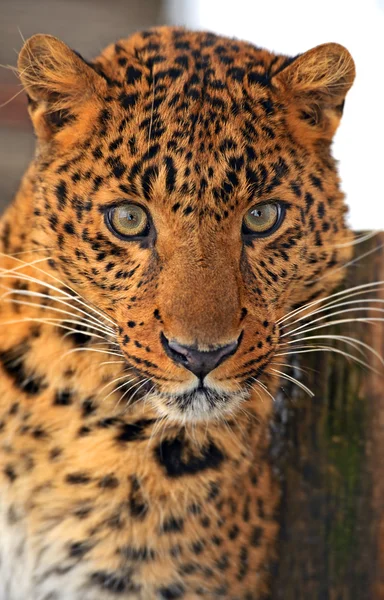 Leopard — Stock Photo, Image