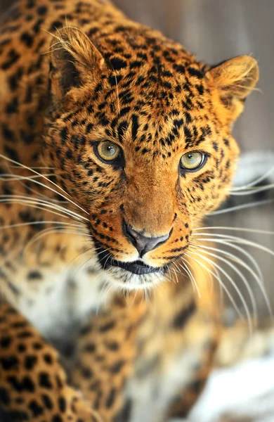 Leopard — Stockfoto