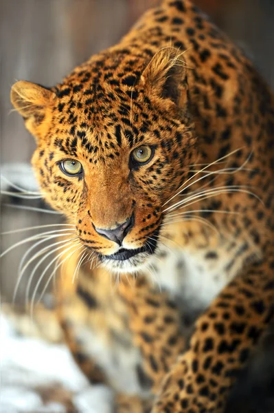 Leopardo — Fotografia de Stock