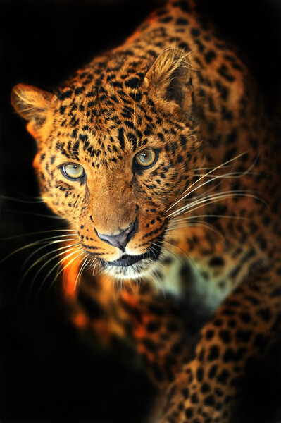 Leopard