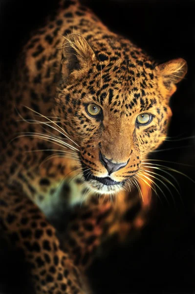 Leopardo — Foto Stock