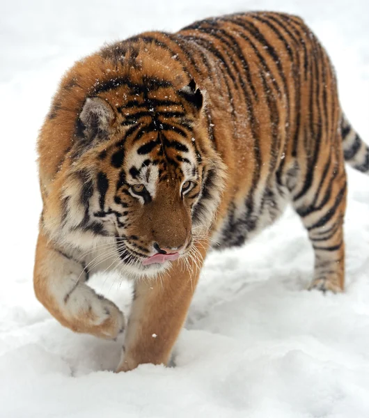 Tijger winter — Stockfoto