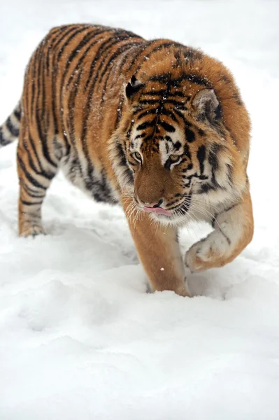 Тигровая зима — стоковое фото