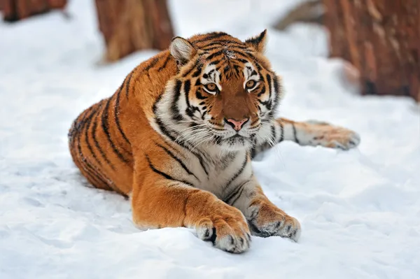 Tiger winter Stock Photo