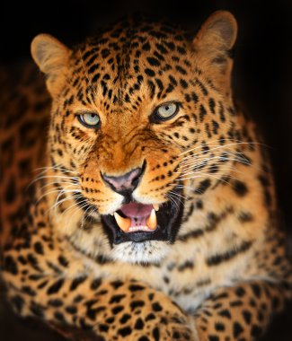 leopar