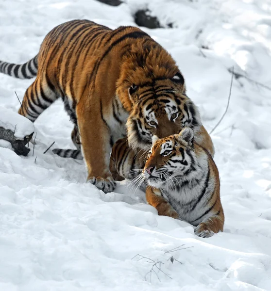 Tijger — Stockfoto