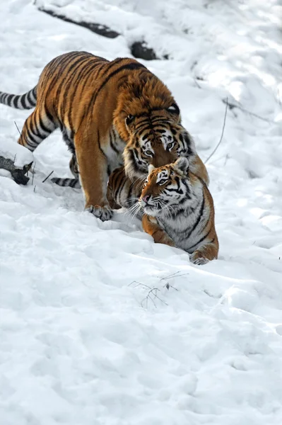 Inverno do tigre — Fotografia de Stock