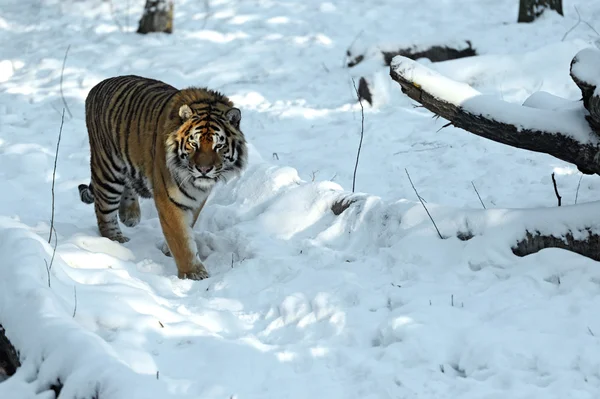 Tigres de Amur — Fotografia de Stock