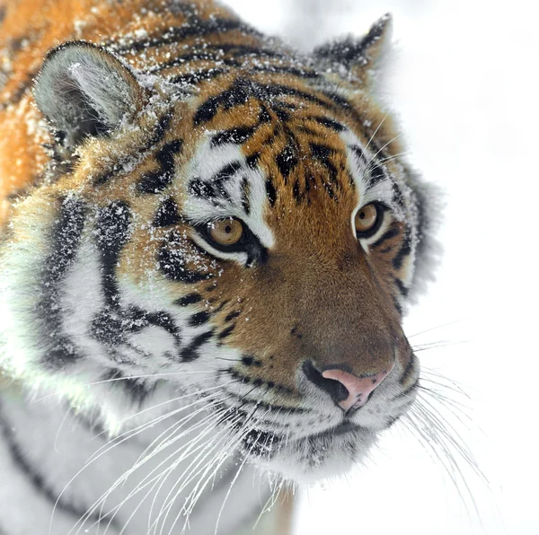 Амурська тигри — стокове фото