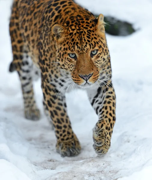 Leopard — Stockfoto