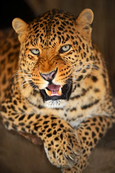 Leopardo — Foto Stock