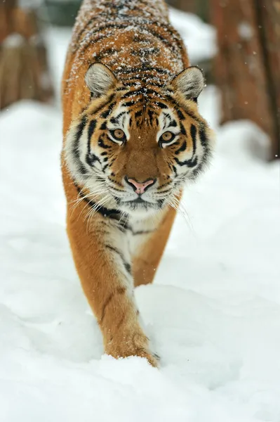 Amoer tijgers — Stockfoto