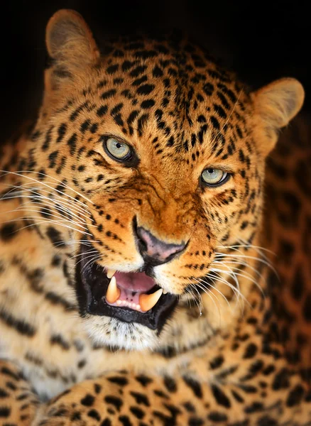 Leopard — Stockfoto