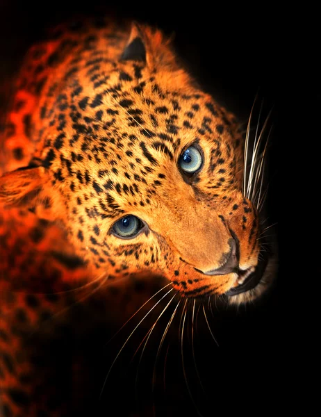 Leopardo — Foto Stock