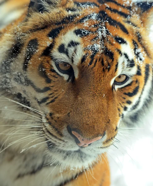 Tijger — Stockfoto