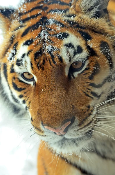 Tigri di Amur — Foto Stock