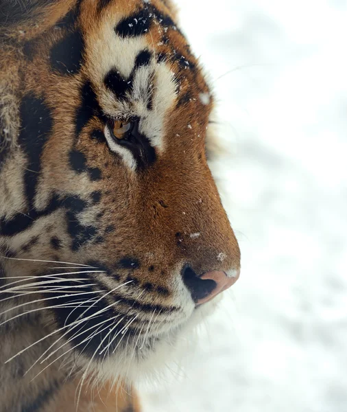 Tigres de Amur — Fotografia de Stock