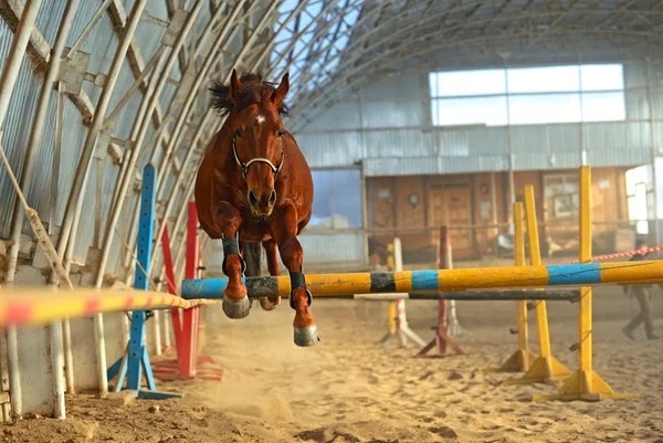 Paard boerderij — Stockfoto