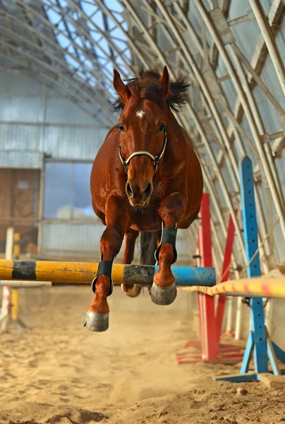 Horse Farm — Stock Photo, Image