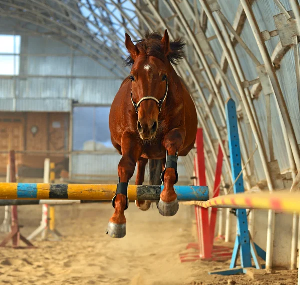 Caballo — Foto de Stock