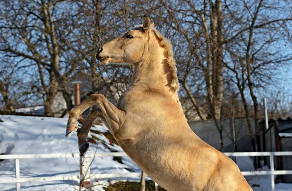 Cavalo — Fotografia de Stock