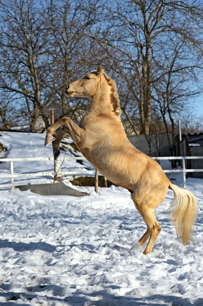 Exploração de cavalos — Fotografia de Stock