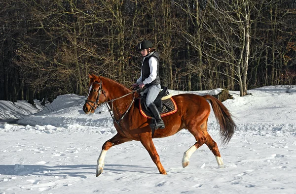 Menina com cavalo — Fotografia de Stock