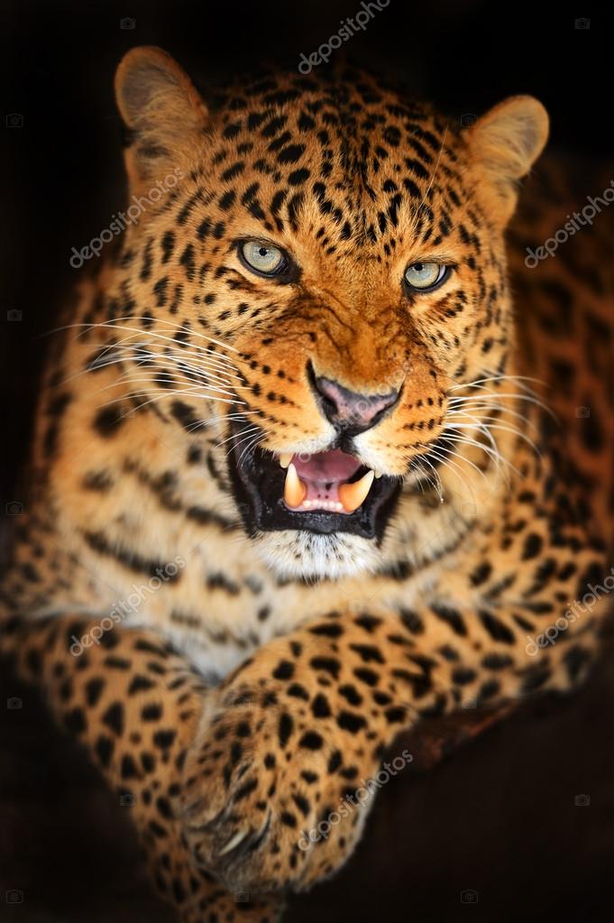 Leopard Stock Photo by ©kyslynskyy 19315149 Leopard Stock Photo by ©kyslynskyy 19315149
