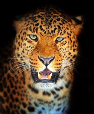 leopar