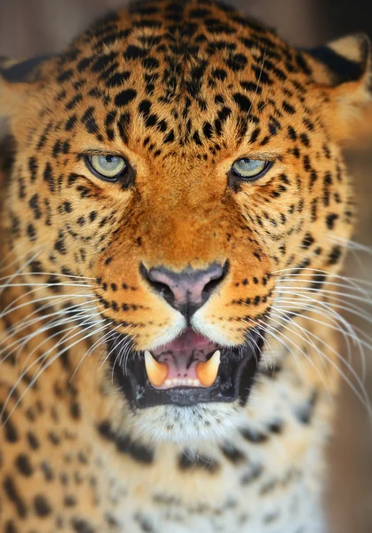 Leopard — Stockfoto